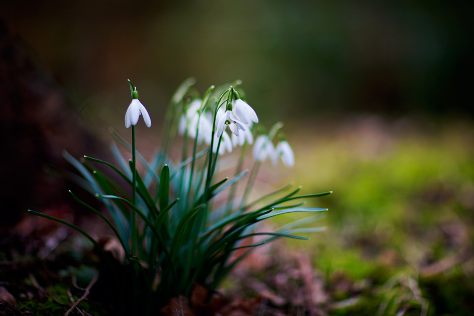 Bell-shaped flowers