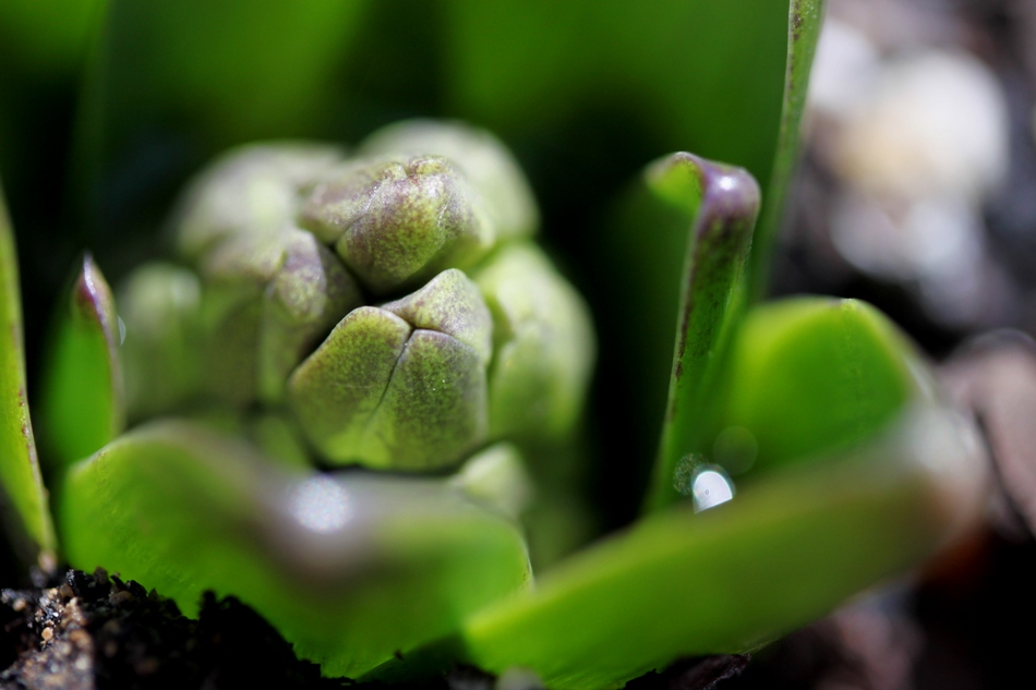 Spring growth on bulb plant