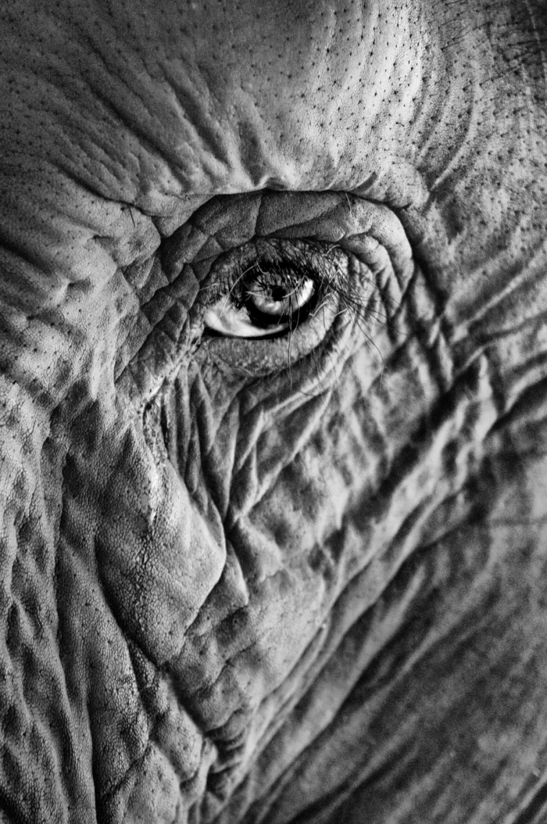 Elephant's face
