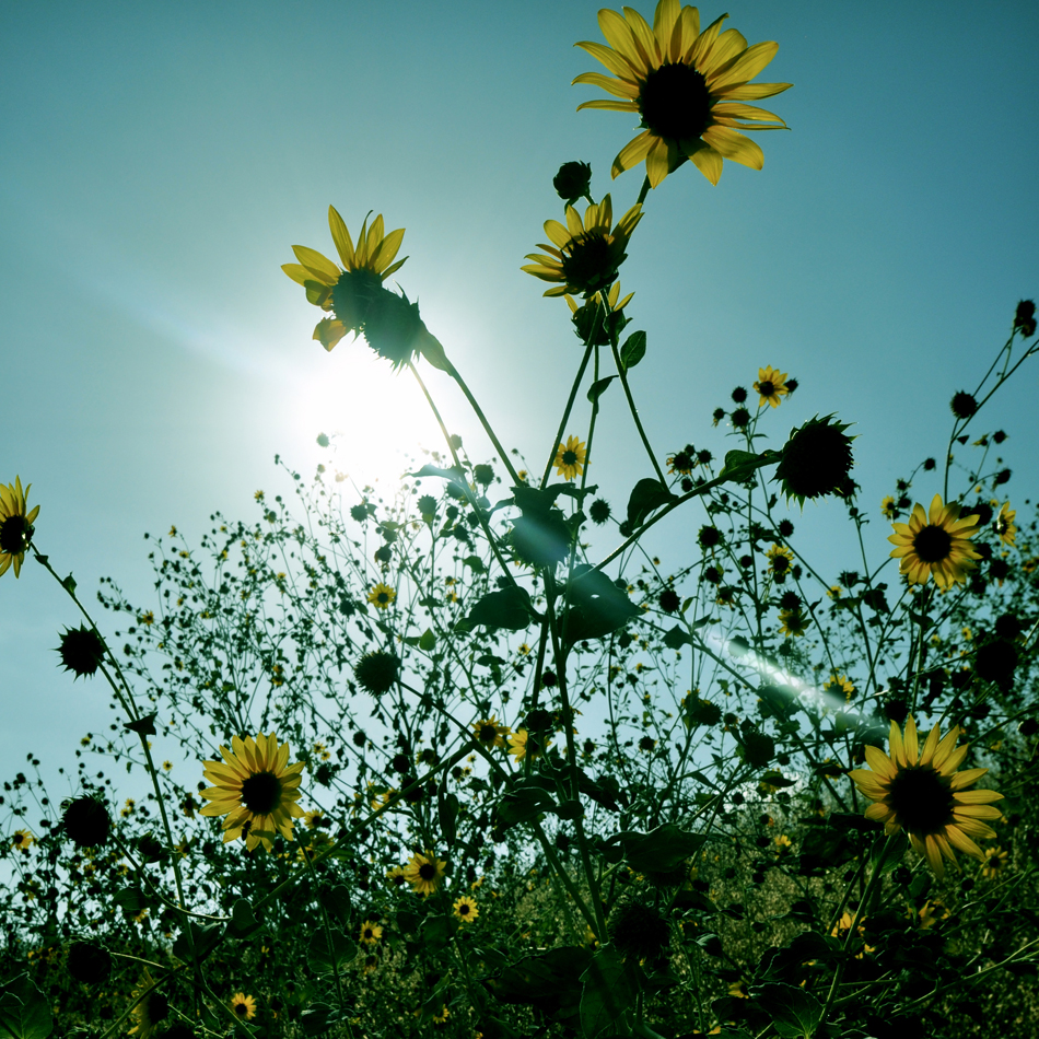 Wild sunflowers Topanga Canyon