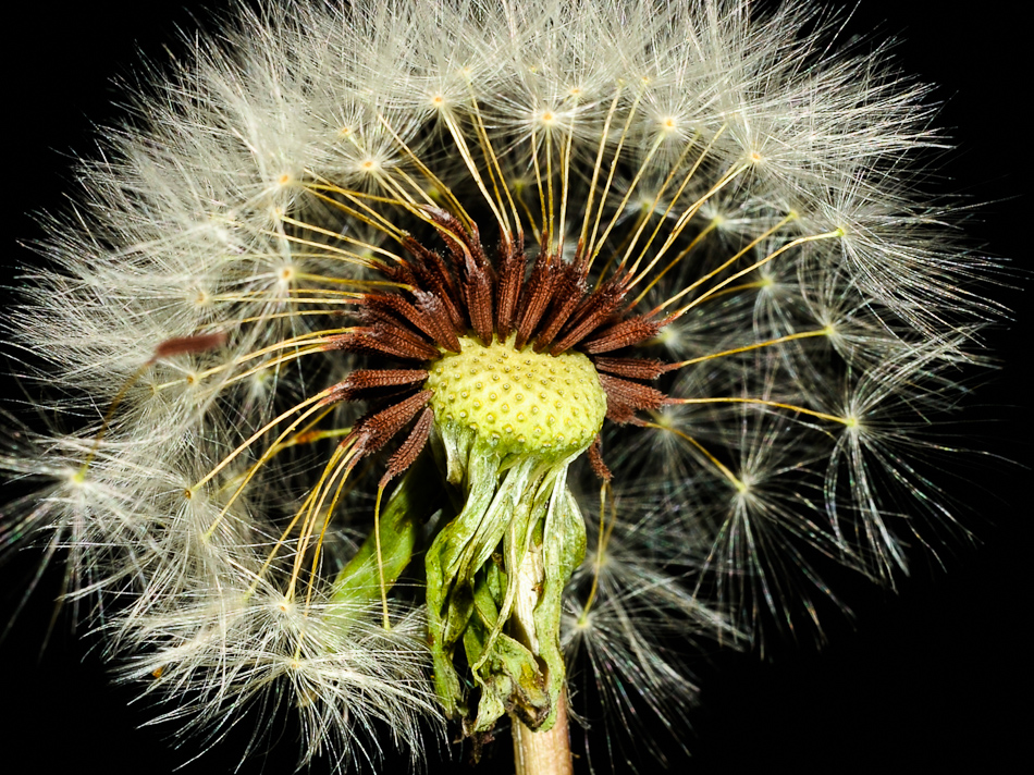 Dandelion seeds