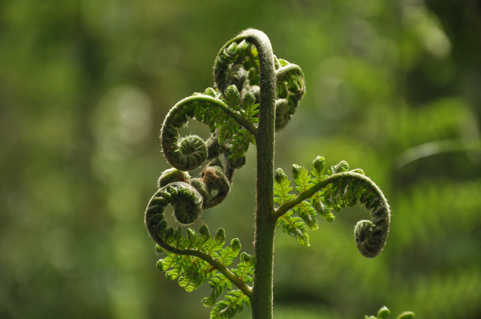 New growth on a fern plant
