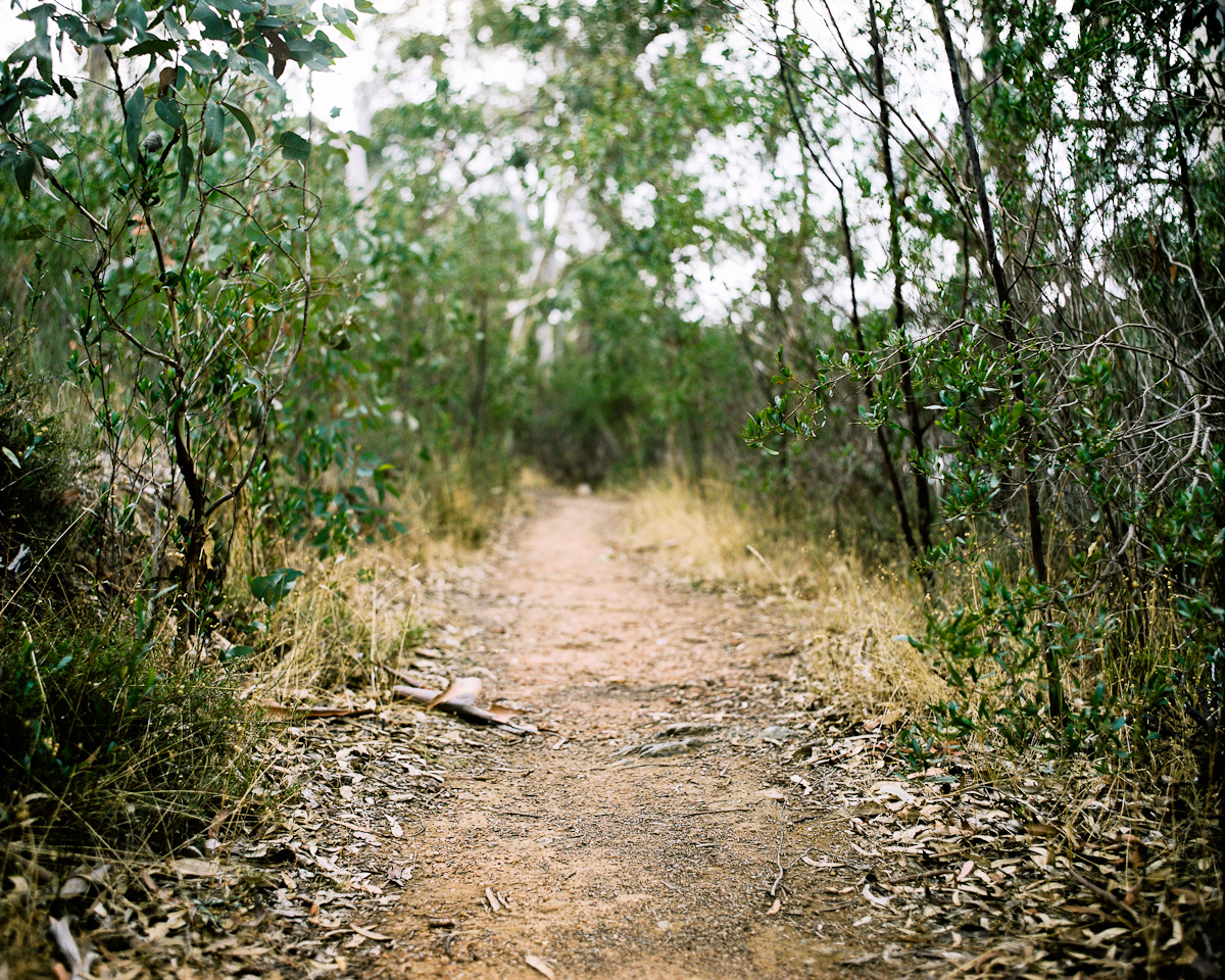 dirt path through the woods