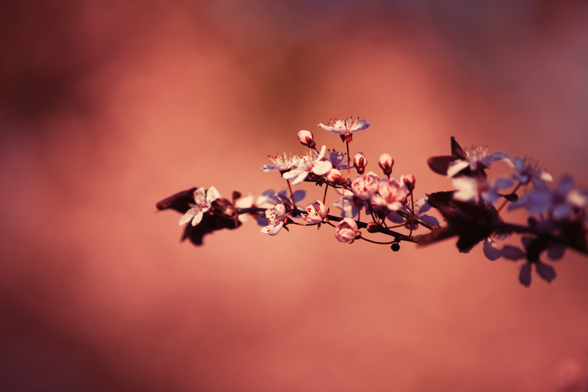 pink and white flowers on a tree