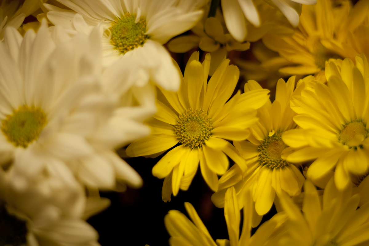 yellow white flowers