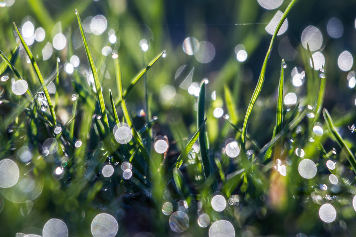 grass sunlight green sunspots