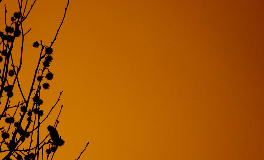 Songbird in a tree at sunset