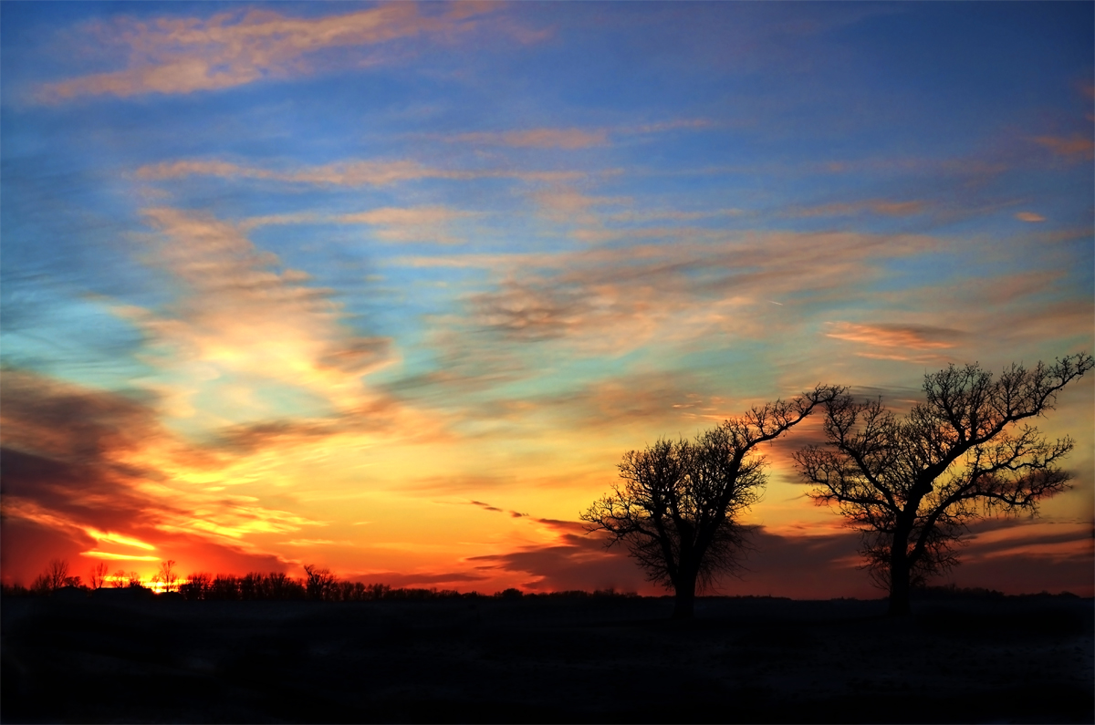 trees at sunset