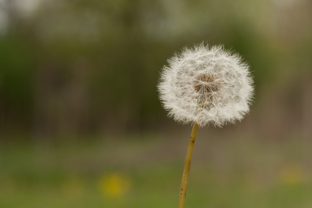 dandelion puff