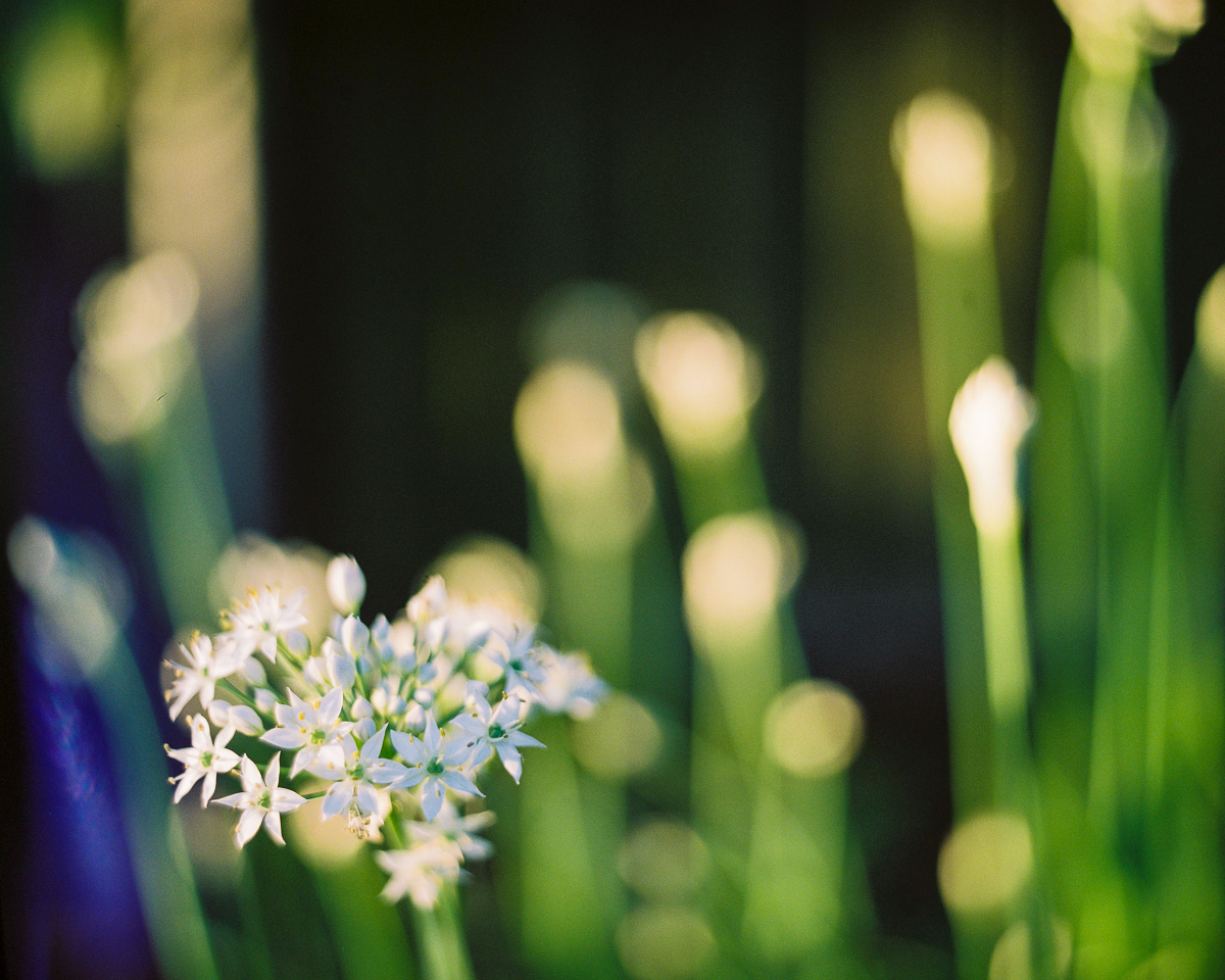 white flower green macro