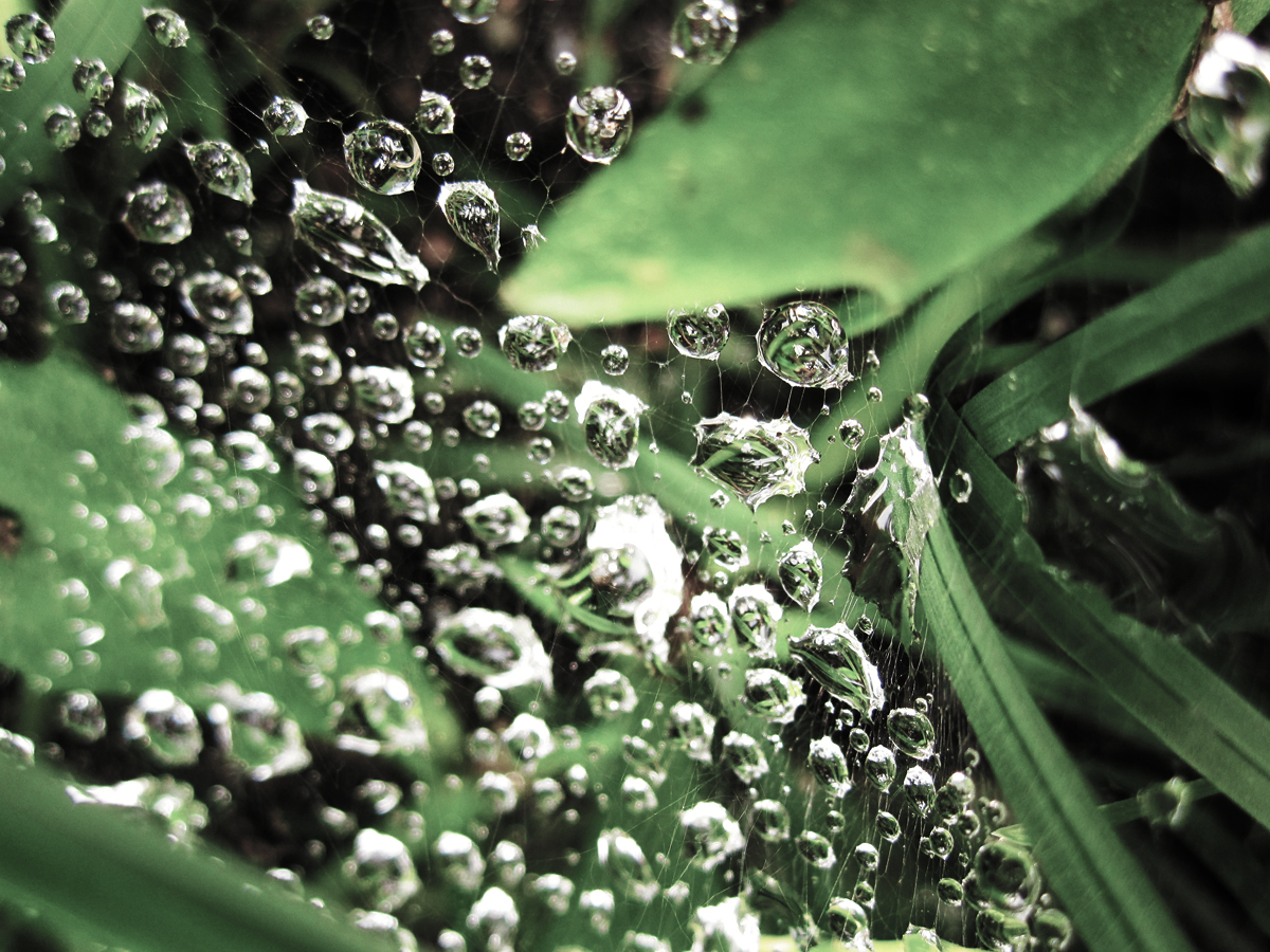 dewdrops spiderweb green leaves crystal