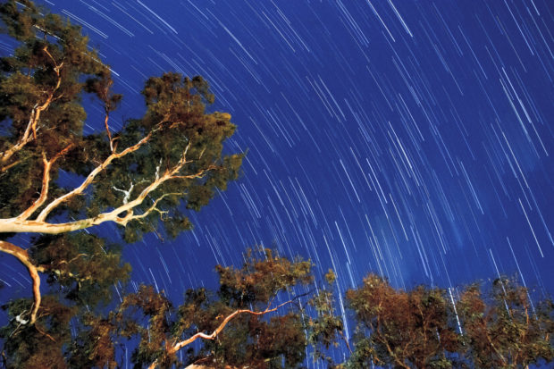 A star trail over gum trees at Bolto Reserve in Mannum, South Australia, equivalent to a 30-minute exposure. Sometimes I need to remind myself that, were it not for the Will of God, I would have nothing in this earthly life. There is so much for which to be grateful.